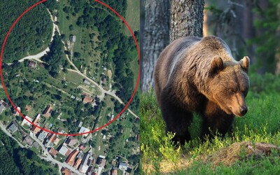 V tomto okrese spozorovali medveďa v okolí záhradnej chatky. Starosta obce vyzýva na maximálnu opatrnosť