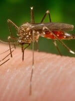 V týchto dovolenkových destináciách si daj pozor. Komáre šíria viaceré choroby, Európa hlási stovky prípadov