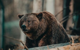V týchto lokalitách povolili odstrel desiatok medveďov. Zasahuje aj armáda