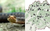 V týchto oblastiach si daj pozor na jedovatého hada. Uštipnutie vretenicou môže spôsobiť vážne komplikácie (+ MAPA)