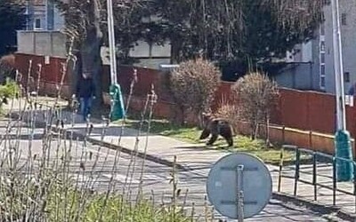 V ulicích slovenského města běhá medvěd, dva lidé jsou zraněni
