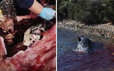 V žaludku mrtvé těhotné velryby našli 28 kilogramů plastu