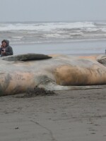 V žaludku mrtvé velryby našli 100 kilogramů odpadu