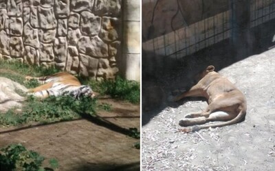 V zavřené španělské zoo umírají desítky zvířat. Vzácným tygrům či opicím nemá kdo dát jídlo a čistou vodu
