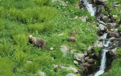 V známej rekreačnej oblasti sa môže pohybovať medveď. Mesto vyzýva miestnych aj turistov na opatrnosť a opisuje detaily 