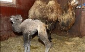 V zoo sa narodilo mláďa samičky ťavy dvojhrbej