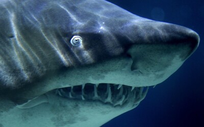 V žralokovi našli ľudskú ruku. Turista ignoroval zákaz plávania