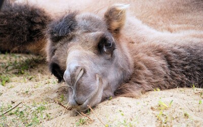 V zoufalém hledání vody velbloudi v Austrálii ničí majetek. Z vrtulníků jich zastřelí přibližně 10 tisíc