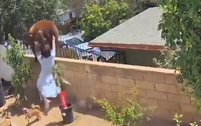 VIDEO: 17letá dívka v USA vší sílou strčila do medvědice, která zabloudila do její zahrady. Snažila se ochránit své psy 