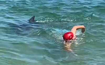 VIDEO: Agresívny delfín dohrýzol turistov na frekventovanej pláži. Staršiemu plavcovi v japonskom letovisku dolámal rebrá