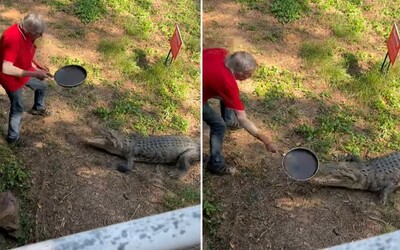 VIDEO: Austrálsky krčmár zmlátil panvicou krokodíla, ktorý naňho zaútočil. „Potreboval poriadnu príučku,“ skonštatoval