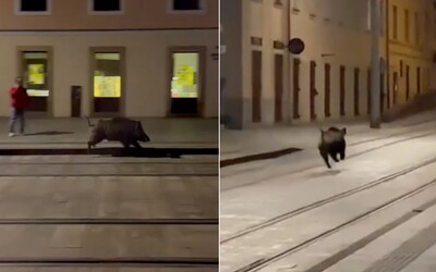 VIDEO: Bratislavčanov v centre prekvapil zatúlaný diviak. Prasiatko smerujúce k hradu podľa Matoviča bežalo za svojimi
