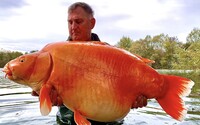 VIDEO: Britskému rybárovi sa podarilo chytiť obrovskú zlatú rybku