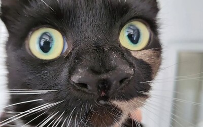 VIDEO: Britskí veterinári si mysleli, že táto mačka má len veľký ňufák. Neskôr zistili, že má dva nosy