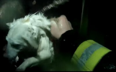 VIDEO: Českí hasiči zachraňovali psíka. Spadol do 10 metrov hlbokej studne, potom nastali veľké komplikácie