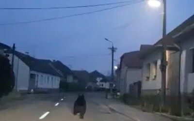 VIDEO: Cez obec pri Zvolene utekal medveď. Zviera uprostred dediny naháňali muži, ktorí za ním vyštartovali autom