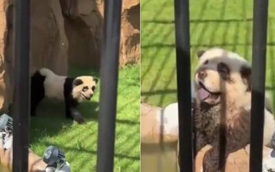 VIDEO: Čínská zoo přebarvila psy na pandy. Pracovníci se přiznali až poté, co zvířata začala štěkat