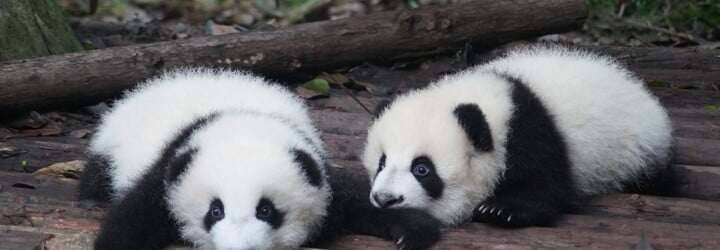 VIDEO: Čínská zoo přebarvila psy na pandy. Pracovníci se přiznali až poté, co zvířata začala štěkat