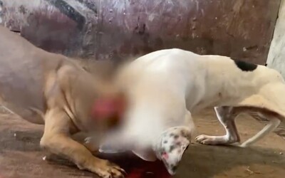 VIDEO: Desivé zábery z razie, ktorá odhalila nelegálne psie zápasy na Slovensku. Polícia našla páčidlá na otváranie papule či čipy