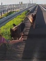 VIDEO: Dojemná záchrana psov na diaľnici. Hrdinkou je policajtka mimo služby