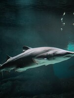 VIDEO: Turisté se zalekli, na pobřeží chorvatského ostrova Korčula se objevil obrovský žralok 