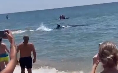 VIDEO: Dovolenkárov na španielskej pláži vydesila obrovská plutva v bezprostrednej blízkosti. Údajne išlo o vzácneho živočícha