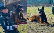 VIDEO: Drago je najlepším policajným psom v Bratislavskom kraji. Toto všetko dokáže