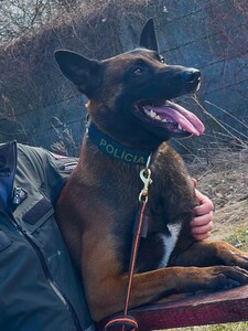 VIDEO: Drago je najlepším policajným psom v Bratislavskom kraji. Toto všetko dokáže
