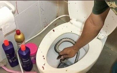 VIDEO: Had se mladíkovi zakousl do penisu, když seděl na záchodě