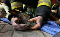 VIDEO: Hasiči při požáru bytu v Praze oživovali dva psy