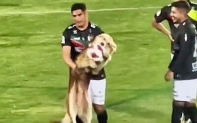 VIDEO: Hravý pes vběhl na fotbalový zápas a zmocnil se míče