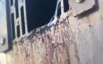 VIDEO: Iniciatíva My sme les zverejnila krvavé zábery z odchytových zariadení. Upozornila na možné týranie medveďov