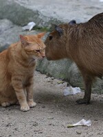 VIDEO: Jak kapybary adoptovaly kočku. Dneska už nic roztomilejšího neuvidíš 