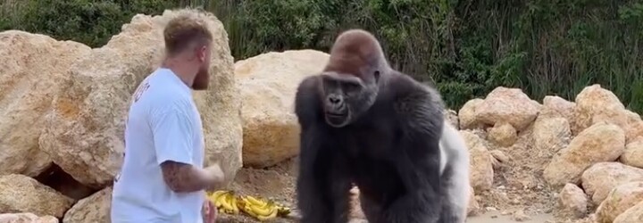 VIDEO: Jake Paul vyvolal svou novou kampaní rozruch. Bojuje s gorilou