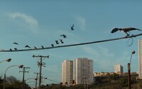 VIDEO: Jako Ptáci od Hitchcocka. Za novou Apple reklamou stojí přední český režisér