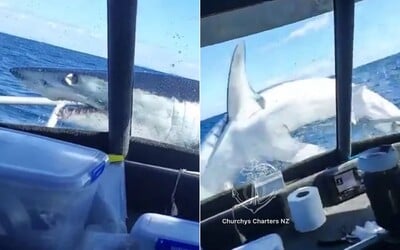 VIDEO: Jeden z najnebezpečnejších žralokov sveta skočil rybárom priamo do lode. 150-kilový predátor ich poriadne vydesil
