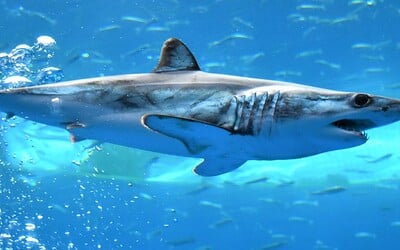 VIDEO: Jeden z nejnebezpečnějších žraloků na světě skočil rybářům přímo do lodi. 150kilový predátor je pořádně vyděsil