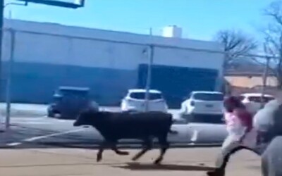 VIDEO: Krava utiekla z bitúnku, istej smrti sa vyhla v poslednej chvíli