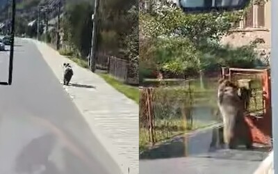 VIDEO: Medveď pobehoval po obci na strednom Slovensku, snažil sa dostať ľuďom do záhrad. Zblízka ho natočil šofér autobusu
