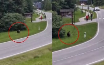 VIDEO: Medveď sa prechádzal vo Vysokých Tatrách. Na záberoch vidno, ako vystrašil ľudí