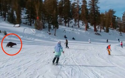 VIDEO: Medveď vybehol na svah plný lyžiarov. Snažil sa prebehnúť za mamou na druhú stranu