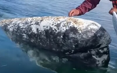 VIDEO: Mexické velryby se pravidelně vracejí k pobřeží a chtějí od lidí pomoc. Zvykly si, že jim vybírají parazity