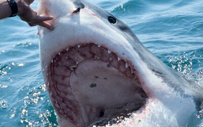 VIDEO: Mládě bílého žraloka na prvních záběrech v historii! Podívej se, jak vypadá