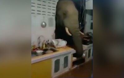 VIDEO: Mlsný slon se proboural ženě do kuchyně. Při noční výpravě za svačinou poničil dům i nádobí