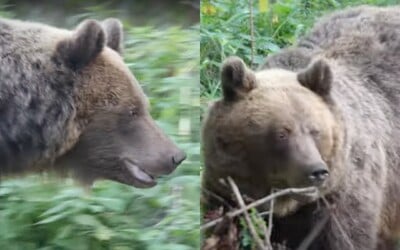 VIDEO: Muž natočil střet s medvědicí a třemi mladými. Takto se mu z lesa podařilo uniknout
