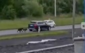 VIDEO: Muž přivázal psy k autu a táhl je za sebou dvě hodiny. Dostal pokutu, ale zvířata mu zůstala