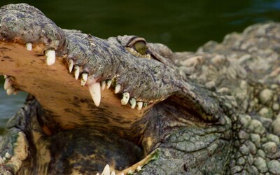 VIDEO: Na Floridě našli čtyřmetrového aligátora s lidskými ostatky v tlamě
