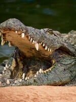 VIDEO: Na Floridě našli čtyřmetrového aligátora s lidskými ostatky v tlamě