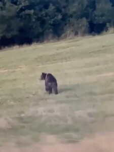 VIDEO: Na Liptove sa v blízkosti obcí pohybuje medveď. Obyvateľov vyzývajú na opatrnosť