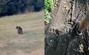 VIDEO: Na Liptove sa v blízkosti obcí pohybuje medveď. Obyvateľov vyzývajú na opatrnosť